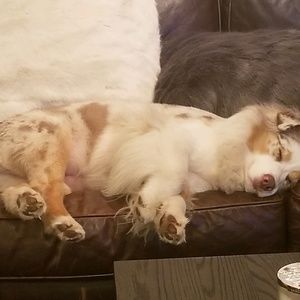 Meet your Posher, Dani